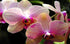 Orchids - Paint by Diamonds